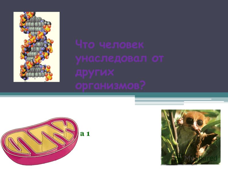 Отличия зубов человека Отличия зубов человека