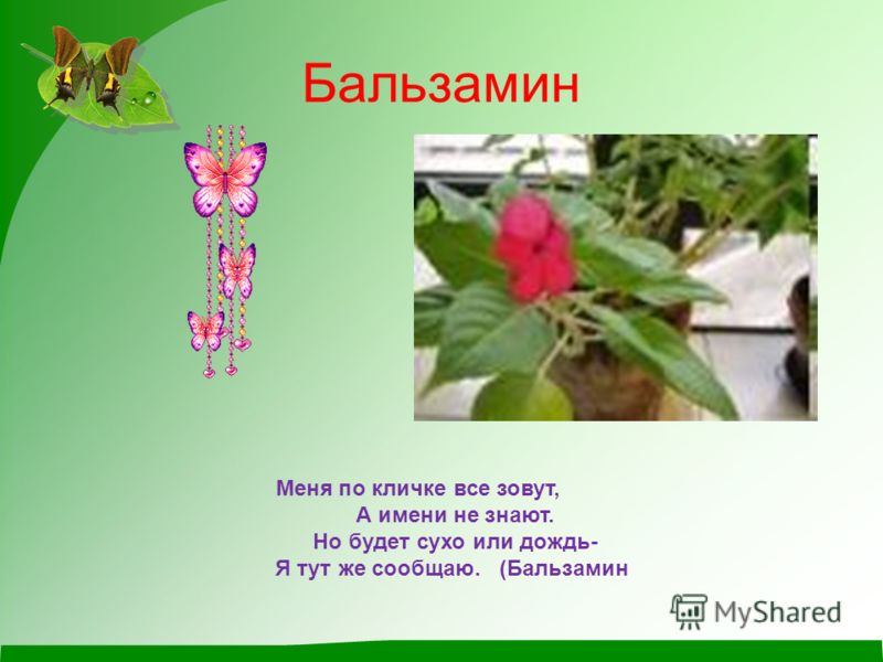 Паспорт растения бальзамин