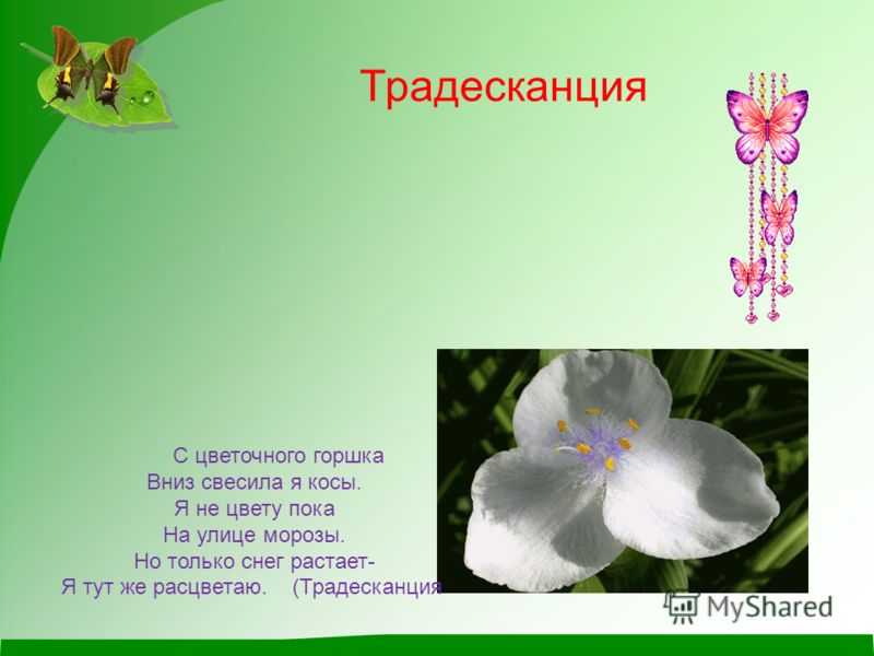 Паспорт комнатных растений в детском саду традесканция