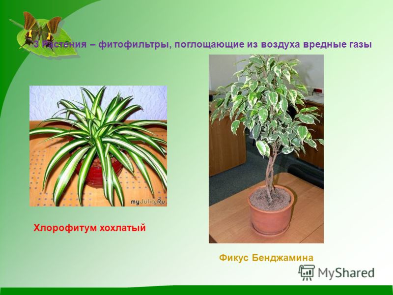 Хлорофитум и фикус