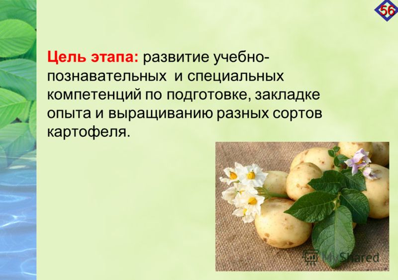 Цель этапа: развитие учебно- познавательных и специальных компетенций по подготовке, закладке опыта и выращиванию разных сортов картофеля. 56