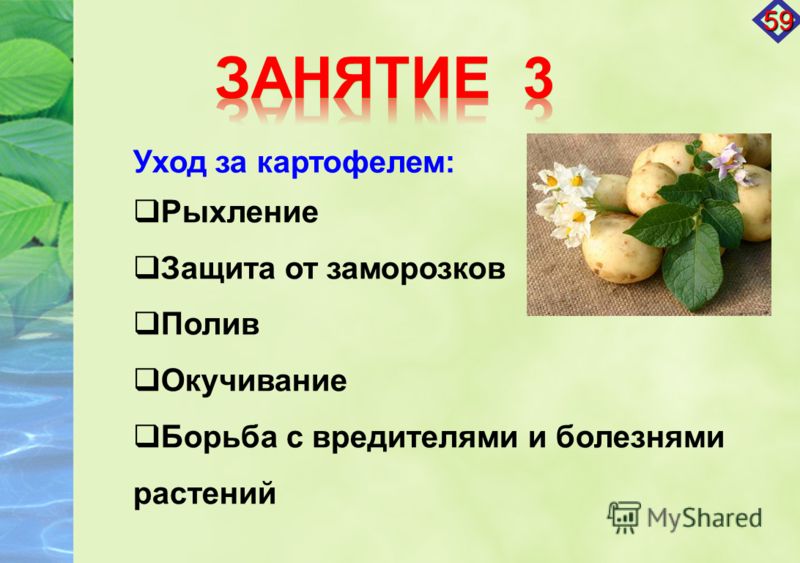 Уход за картофелем: Рыхление Защита от заморозков Полив Окучивание Борьба с вредителями и болезнями растений 59
