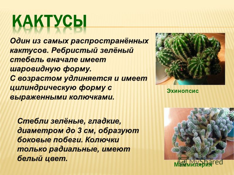 Особенности Строения Кактуса Связанные Со Средой Обитания