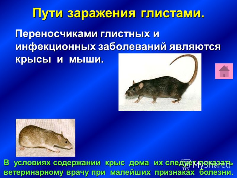 заражение паразитами мозга человека заражение паразитами мозга человека
