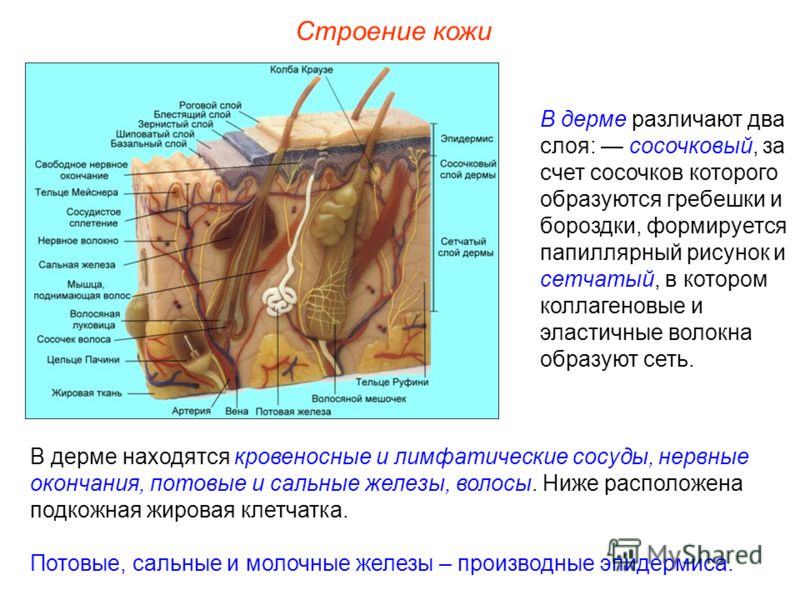Особенности тонкой кожи Особенности тонкой кожи
