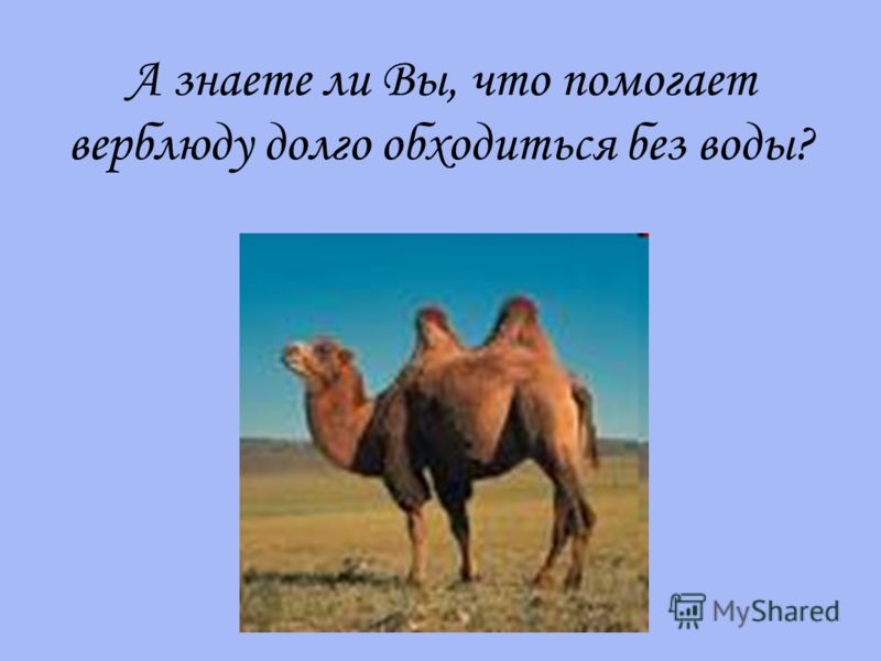 А знаете ли Вы, что помогает верблюду долго обходиться без воды?