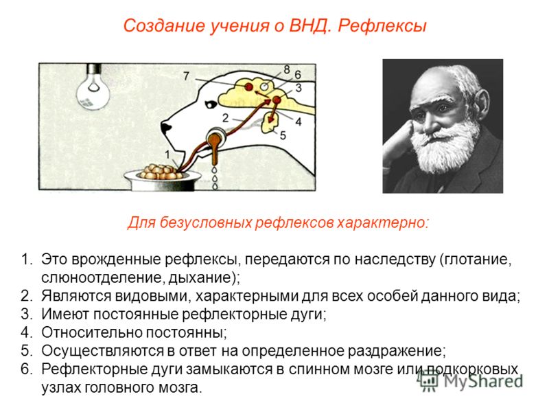 Безусловные пищевые рефлексы связаны с Безусловные пищевые рефлексы связаны с