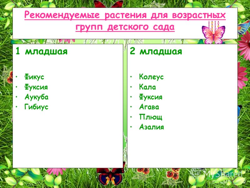 Про комнатный плющ Про комнатный плющ