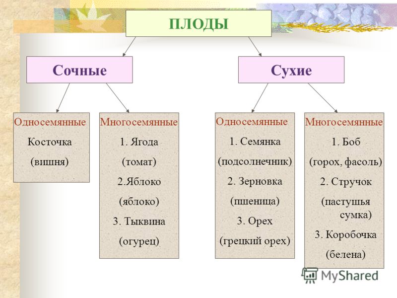 Классификация плодов схема 6 класс по биологии