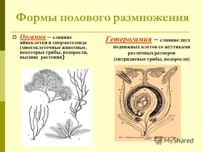 размножение половое картинки онлайн размножение половое картинки
