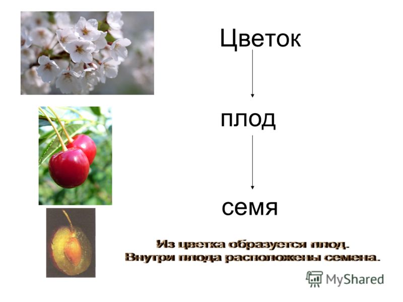 Цветок соцветие семя плод Цветок соцветие семя плод