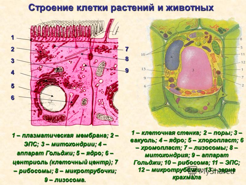 Эндоплазматическая сеть расположение в клетке Презентация на тему: "Муниципальное общеобразовательное учреждение "Волхонщинска