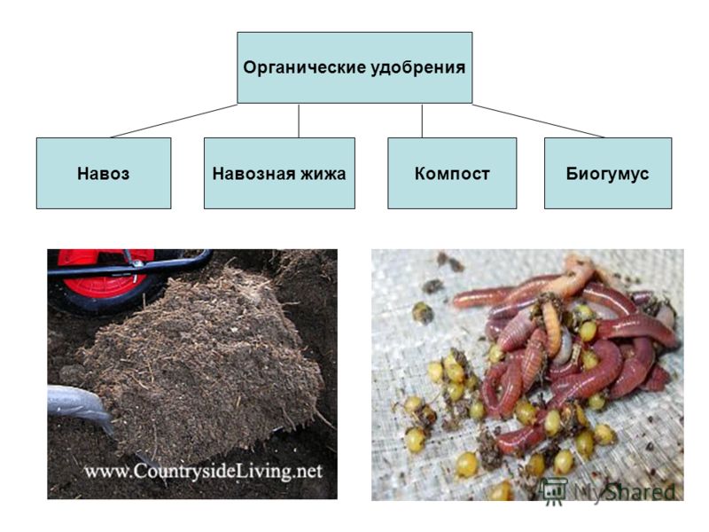 Что такое зелёное удобрение Что такое зелёное удобрение