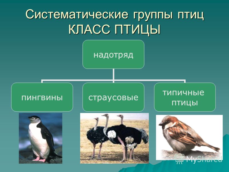 Охарактеризуйте отличительные черты трех систематических групп класса птицы используя рисунки кратко