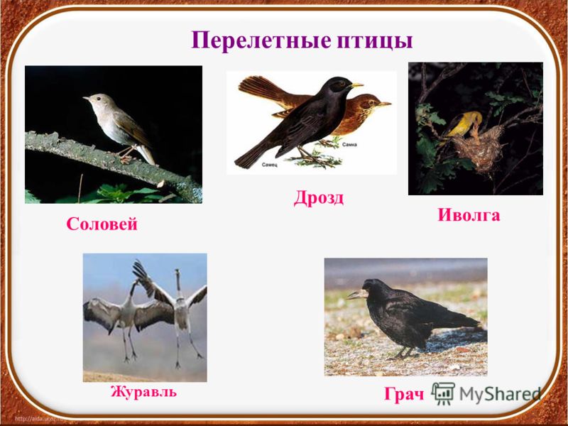 Перелетные птицы Грач Иволга Дрозд Журавль Соловей