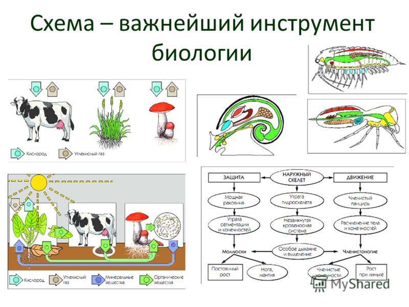 Какие можно взять проекты по биологии
