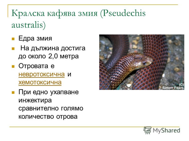 Кралска кафява змия (Pseudechis australis) Едра змия На дължина достига до около 2,0 метра Отровата е невротоксична и хемотоксична невротоксична хемотоксична При едно ухапване инжектира сравнително голямо количество отрова