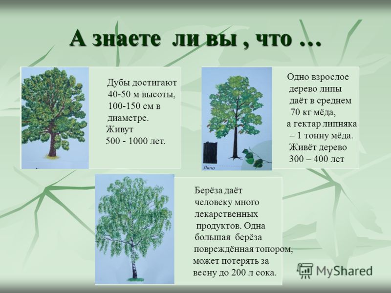 ВОЗРАСТ ЖИВОТНЫХ