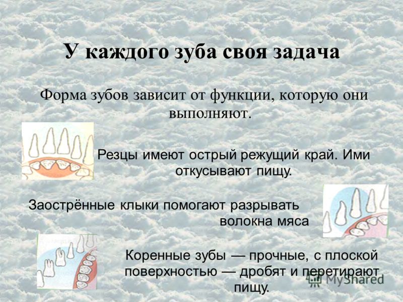 Смотреть онлайн или скачать фильмы Почему сохнет комнатный кипарис, что при этом делать?