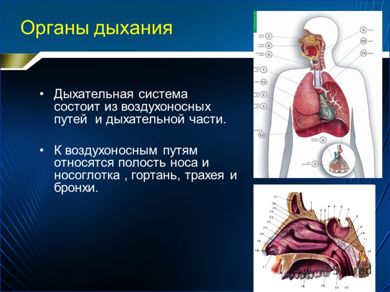 Схема органы газообмена у растений фото 131