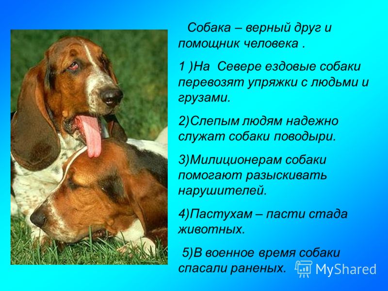 Стих собака верный друг человека Стих собака верный друг человека