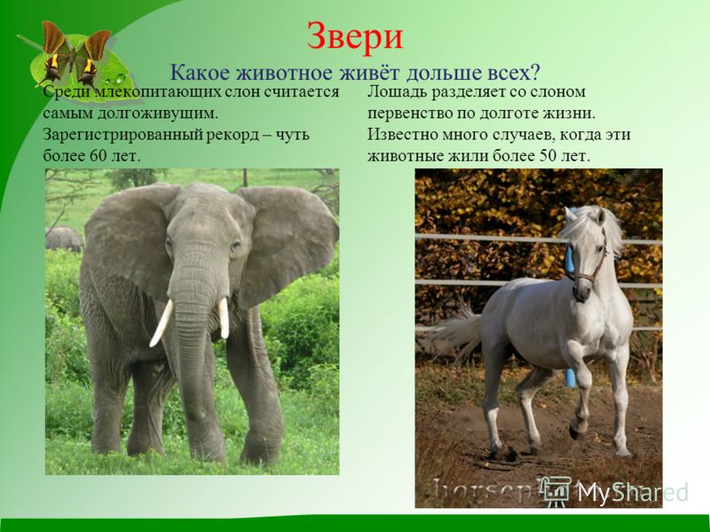 Кто дольше всех живет в домашних условиях Кто дольше всех живет в домашних условиях