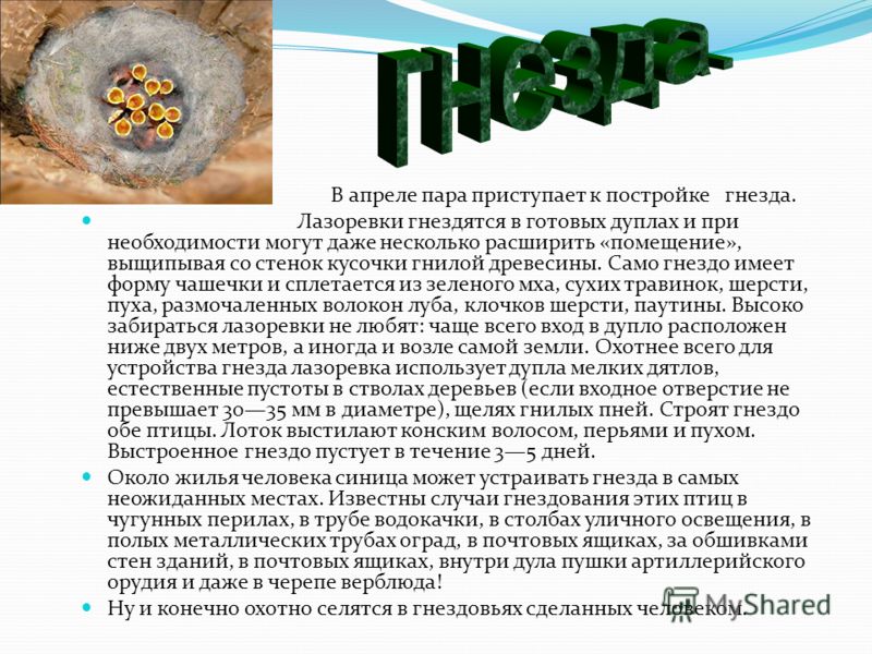 Рингтон Ирина Коган и Мафик - Зелёная