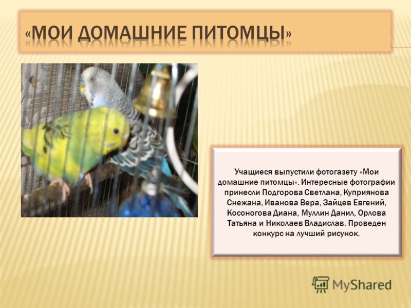 Проект мои домашние питомцы 2 класс Проект по окружающему миру 1 класс мои домашние питомцы образец попугай