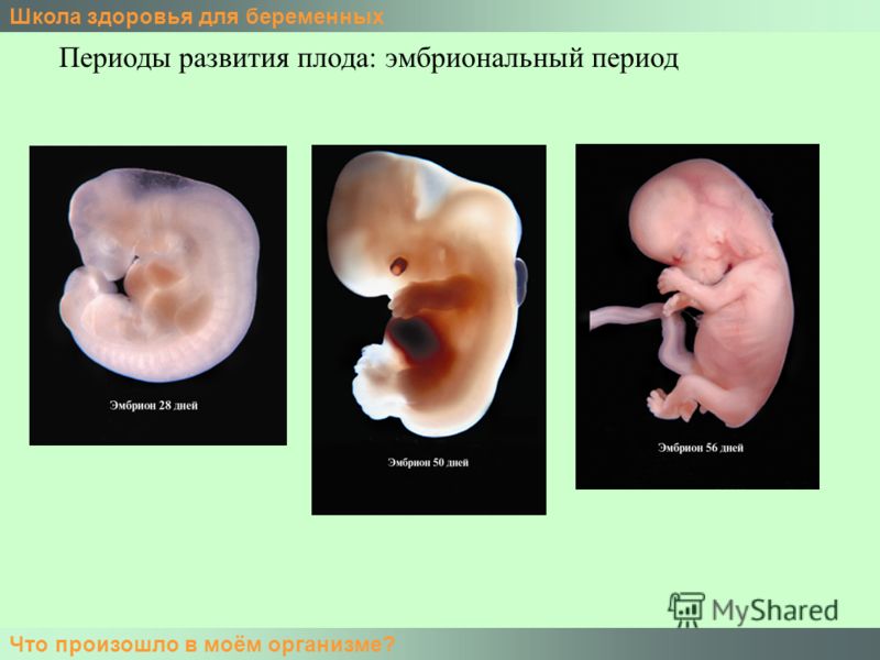 Школа здоровья для беременных Что произошло в моём организме? Периоды развития плода: эмбриональный период