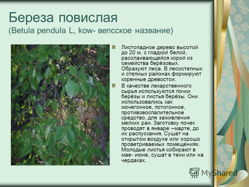 Береза повислая (Betula pendula L, kow- вепсское название) Листопадное дерево высотой до 20 м. с гладкой белой, расслаивающейся корой из семейства берёзовых. Образуют леса. В лесостепных и степных районах формируют коренные древостои. В качестве лека