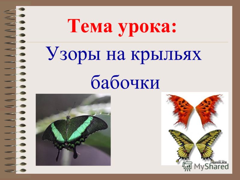 Бабочки Фото 1 Класс