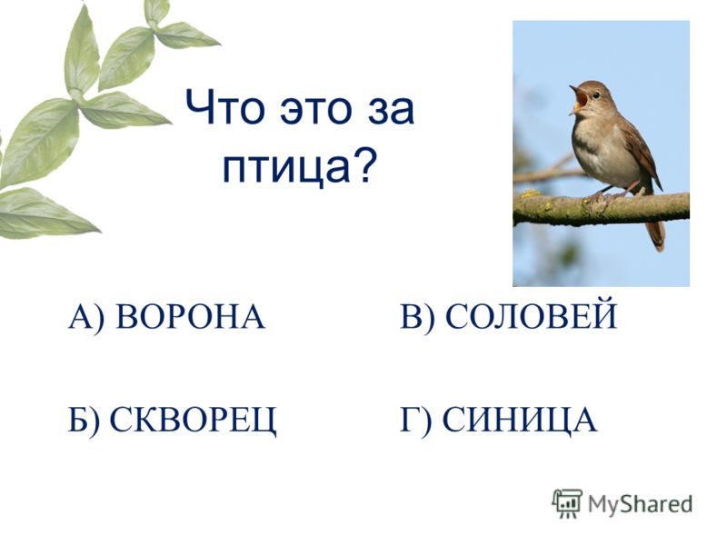 Что это за птица? А) ВОРОНА Б) СКВОРЕЦ В) СОЛОВЕЙ Г) СИНИЦА