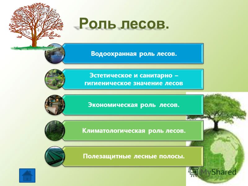 Гигиеническое значение озеленения
