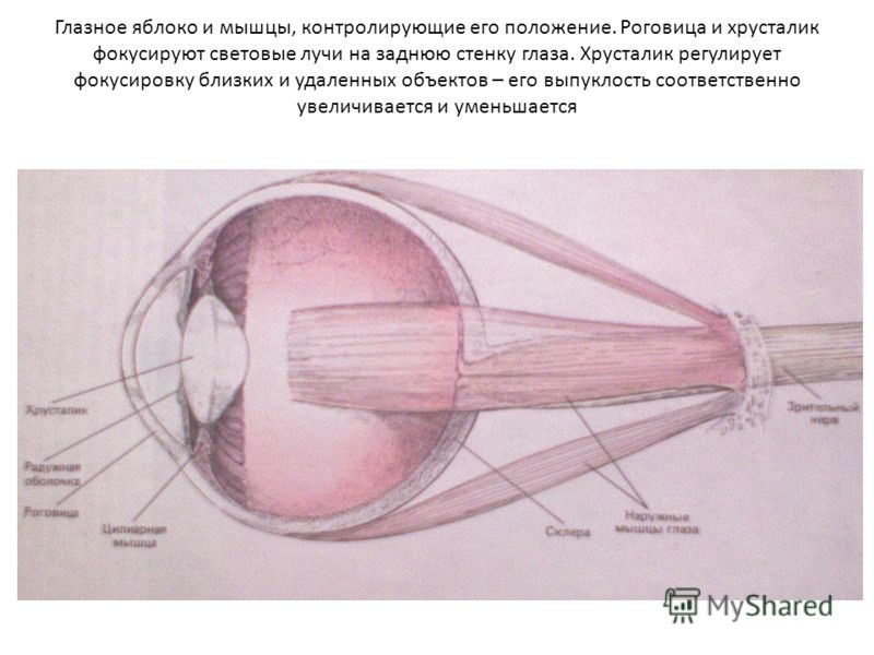 Глазное яблоко и мышцы, контролирующие его положение. Роговица и хрусталик фокусируют световые лучи на заднюю стенку глаза. Хрусталик регулирует фокусировку близких и удаленных объектов – его выпуклость соответственно увеличивается и уменьшается