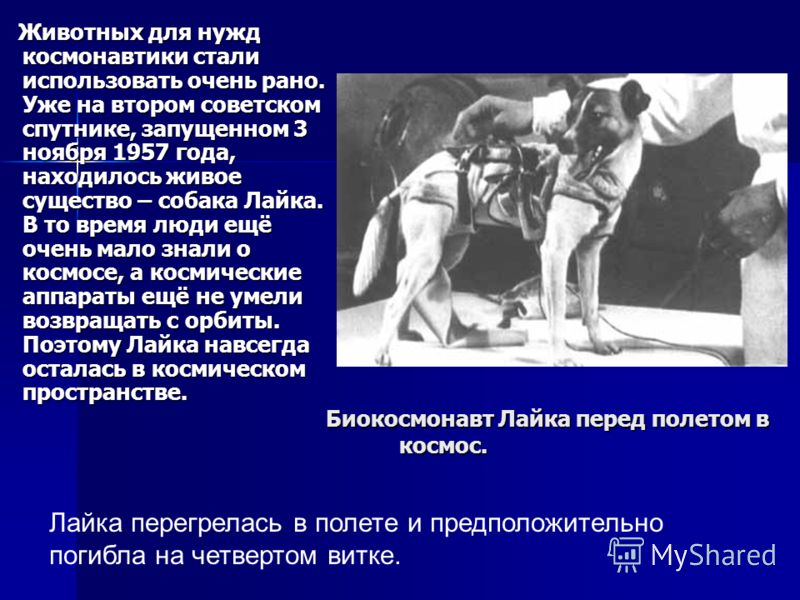 Биокосмонавт Лайка перед полетом в космос. Животных для нужд космонавтики стали использовать очень рано. Уже на втором советском спутнике, запущенном 3 ноября 1957 года, находилось живое существо – собака Лайка. В то время люди ещё очень мало знали о