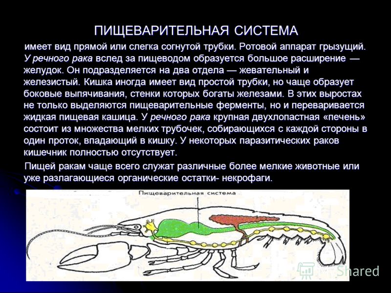 Как выглядит пищеварительная система рака