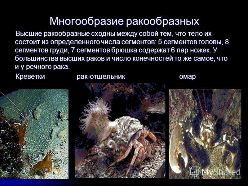 Презентация к уроку Общая характеристика членистоногих.