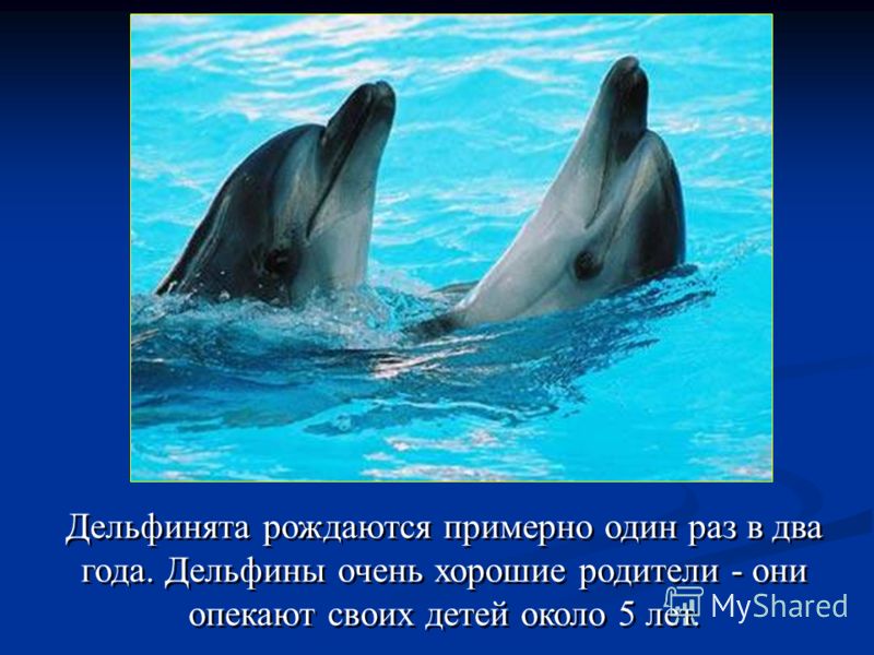 Дельфинята рождаются примерно один раз в два года. Дельфины очень хорошие родители - они опекают своих детей около 5 лет.