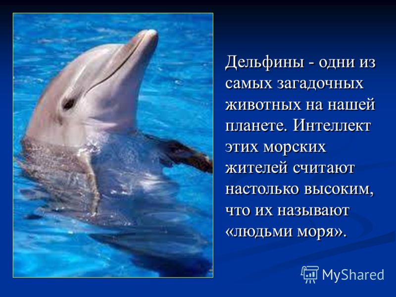 Дельфины - одни из самых загадочных животных на нашей планете. Интеллект этих морских жителей считают настолько высоким, что их называют «людьми моря».