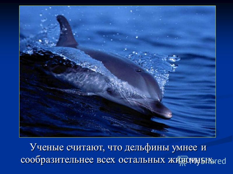 Ученые считают, что дельфины умнее и сообразительнее всех остальных животных.