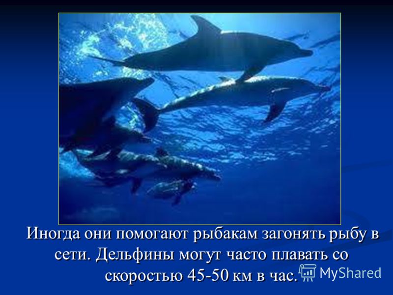 Иногда они помогают рыбакам загонять рыбу в сети. Дельфины могут часто плавать со скоростью 45-50 км в час.