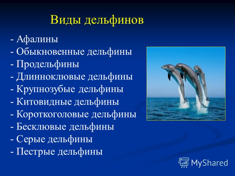 Виды дельфинов - Афалины - Обыкновенные дельфины - Продельфины - Длинноклювые дельфины - Крупнозубые дельфины - Китовидные дельфины - Короткоголовые дельфины - Бесклювые дельфины - Серые дельфины - Пестрые дельфины