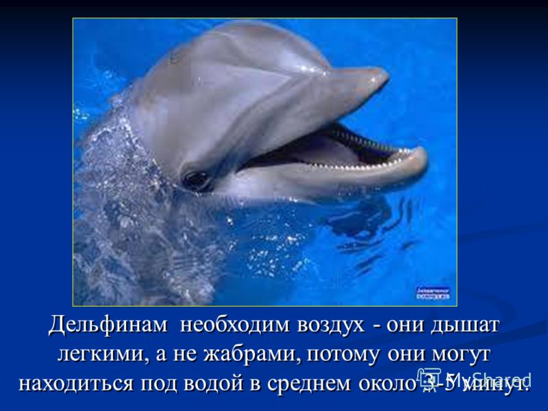 Дельфинам необходим воздух - они дышат легкими, а не жабрами, потому они могут находиться под водой в среднем около 3-5 минут.