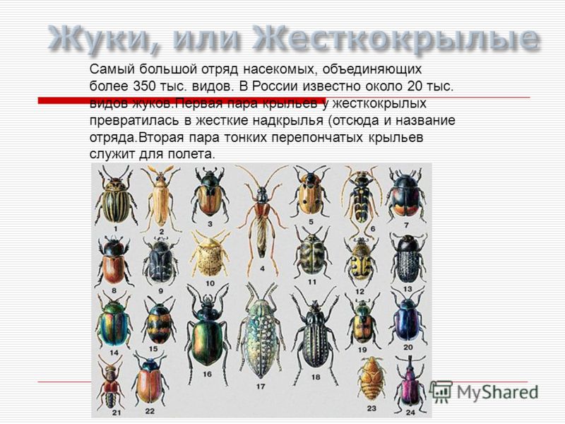 Самый большой отряд насекомых, объединяющих более 350 тыс. видов. В России известно около 20 тыс. видов жуков.Первая пара крыльев у жесткокрылых превратилась в жесткие надкрылья (отсюда и название отряда.Вторая пара тонких перепончатых крыльев служит