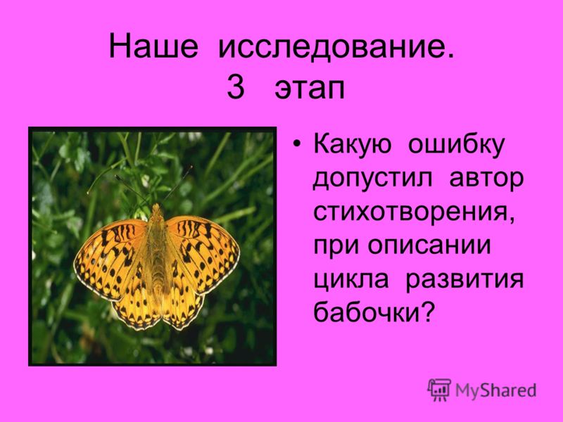 Наше исследование. 3 этап Какую ошибку допустил автор стихотворения, при описании цикла развития бабочки?