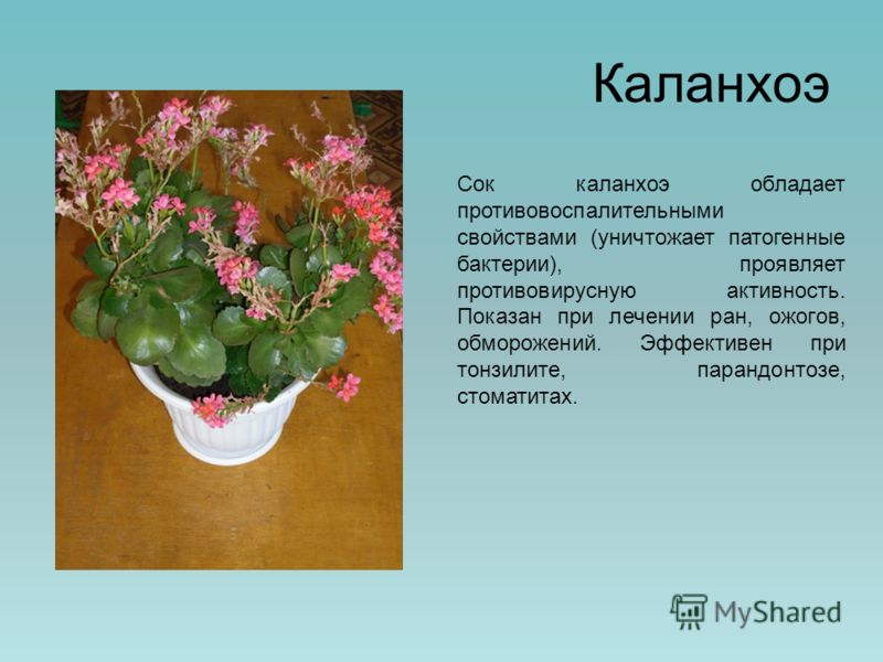 Каланхоэ детям с какого возраста Каланхоэ детям с какого возраста