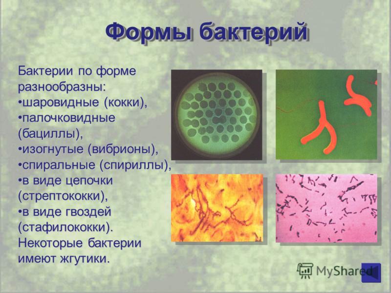 Контрольная работа по теме Стафилококковые бактерии и их влияние на организм человека