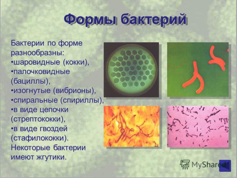 Рассказ о бактериях 3 класс