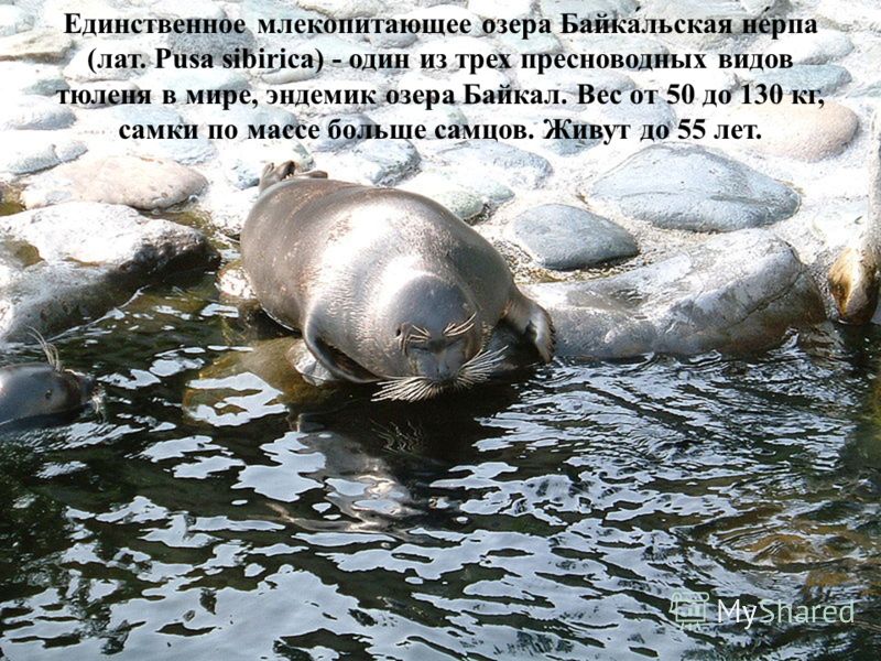 Единственное млекопитающее озера Байка́льская не́рпа (лат. Pusa sibirica) - один из трех пресноводных видов тюленя в мире, эндемик озера Байкал. Вес от 50 до 130 кг, самки по массе больше самцов. Живут до 55 лет.