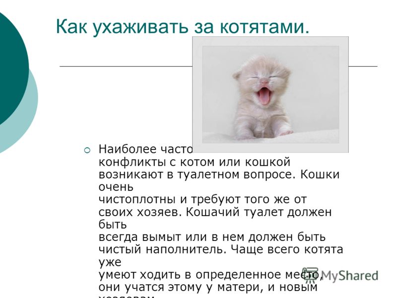 Как ухаживать за котёнком в домашних условиях видео Как ухаживать за котёнком в домашних условиях видео